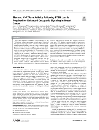 Elevated V–ATPase Activity Following PTEN Loss Is Required for Enhanced Oncogenic Signaling in Breast Cancer thumbnail