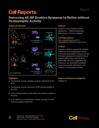 Removing 4E-BP Enables Synapses to Refine without Postsynaptic Activity thumbnail