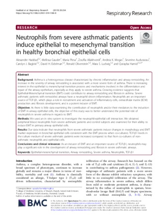 Neutrophils from severe asthmatic patients induce epithelial to mesenchymal transition in healthy bronchial epithelial cells thumbnail