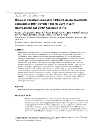 Rescue of odontogenesis in Dmp1-deficient mice by targeted re-expression of DMP1 reveals roles for DMP1 in early odontogenesis and dentin apposition in vivo thumbnail