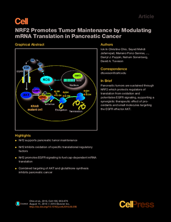 NRF2 Promotes Tumor Maintenance by Modulating mRNA Translation in Pancreatic Cancer thumbnail