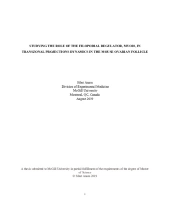 Studying the role of the filopodial regulator, MYO10, in transzonal projections dynamics in the mouse ovarian follicle thumbnail