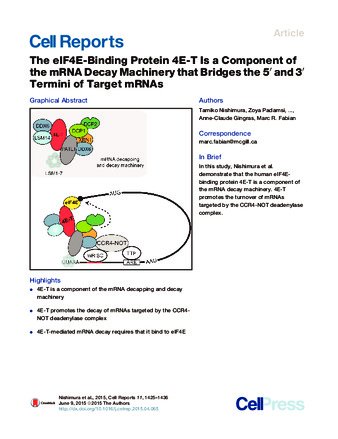 The eIF4E-Binding Protein 4E-T Is a Component of the mRNA Decay Machinery that Bridges the 5′ and 3′ Termini of Target mRNAs thumbnail