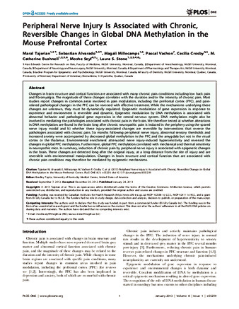 Peripheral Nerve Injury Is Associated with Chronic, Reversible Changes in Global DNA Methylation in the Mouse Prefrontal Cortex thumbnail