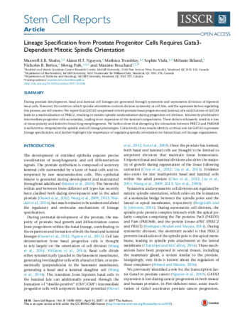 Lineage Specification from Prostate Progenitor Cells Requires Gata3-Dependent Mitotic Spindle Orientation thumbnail