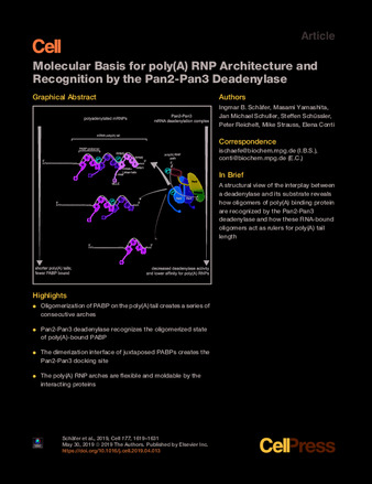 Molecular Basis for poly(A) RNP Architecture and Recognition by the Pan2-Pan3 Deadenylase thumbnail