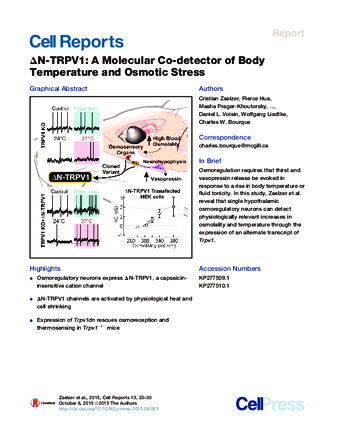 ΔN-TRPV1: A Molecular Co-detector of Body Temperature and Osmotic Stress thumbnail