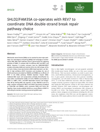 SHLD 2/FAM 35A co‐operates with REV 7 to coordinate DNA double‐strand break repair pathway choice thumbnail