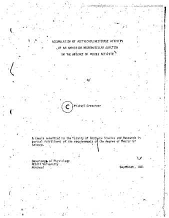 Accumulation of acetylcholinesterase activity at an amphibian neuromuscular junction in the absence of muscle activity thumbnail