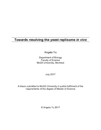 Towards resolving the yeast replisome «in vivo» thumbnail