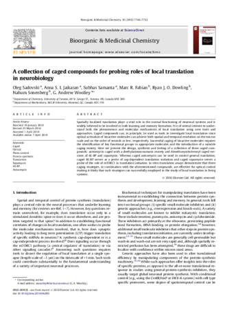 A collection of caged compounds for probing roles of local translation in neurobiology thumbnail