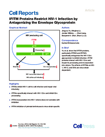 IFITM Proteins Restrict HIV-1 Infection by Antagonizing the Envelope Glycoprotein thumbnail