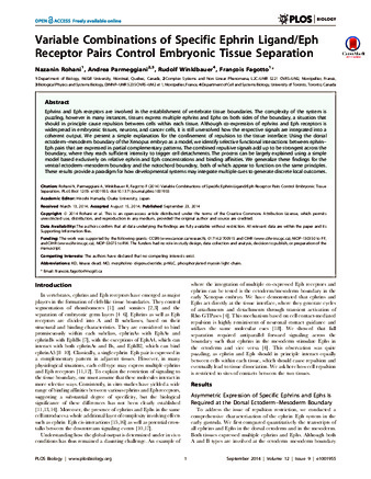 Variable Combinations of Specific Ephrin Ligand/Eph Receptor Pairs Control Embryonic Tissue Separation thumbnail