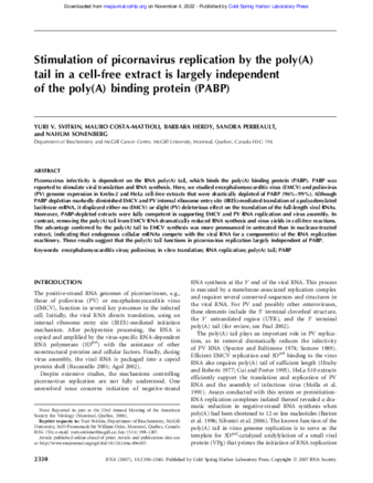 Stimulation of picornavirus replication by the poly(A) tail in a cell-free extract is largely independent of the poly(A) binding protein (PABP) thumbnail