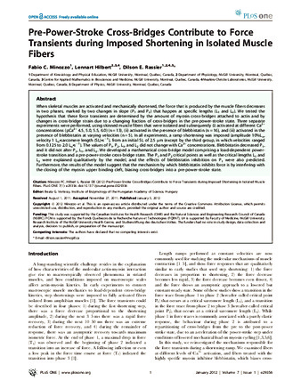 Pre-Power-Stroke Cross-Bridges Contribute to Force Transients during Imposed Shortening in Isolated Muscle Fibers thumbnail