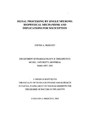 Signal processing by single neurons : biophysical mechanisms and implications for nociception thumbnail