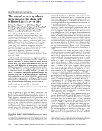 The rate of protein synthesis in hematopoietic stem cells is limited partly by 4E-BPs thumbnail