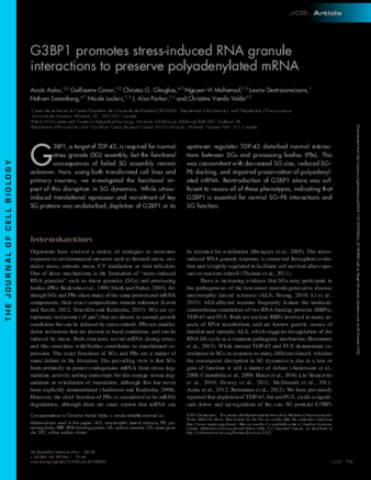 G3BP1 promotes stress-induced RNA granule interactions to preserve polyadenylated mRNA thumbnail