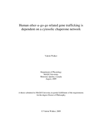 Human «ether-a-go-go» related gene trafficking is dependent on a cytosolic chaperone network thumbnail