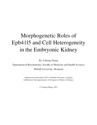 Morphogenetic roles of Epb41l5 and cell heterogeneity in early kidney development thumbnail