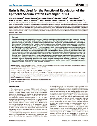 Ezrin is required for the functional regulation of the epithelial sodium proton exchanger, NHE3 thumbnail