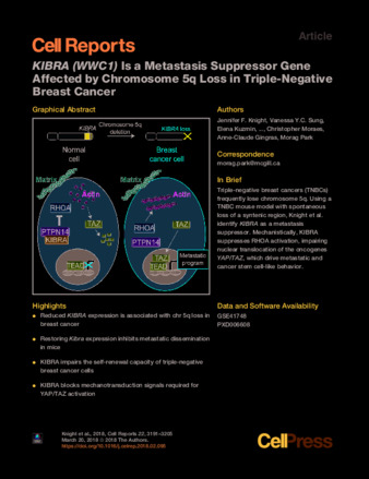 KIBRA (WWC1) Is a Metastasis Suppressor Gene Affected by Chromosome 5q Loss in Triple-Negative Breast Cancer thumbnail