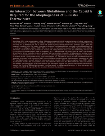 An Interaction between Glutathione and the Capsid Is Required for the Morphogenesis of C-Cluster Enteroviruses thumbnail