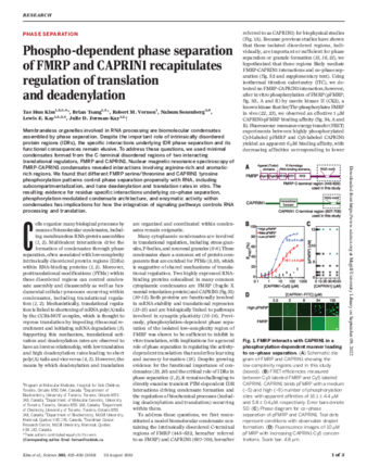 Phospho-dependent phase separation of FMRP and CAPRIN1 recapitulates regulation of translation and deadenylation thumbnail