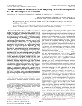 Clathrin-mediated endocytosis and recycling of the neuron-specific Na+/H+ exchanger NHE5 isoform. Regulation by phosphatidylinositol 3'-kinase and the actin cytoskeleton. thumbnail