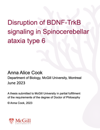 Disruption of BDNF-TrkB signaling in spinocerebellar ataxia type 6 thumbnail