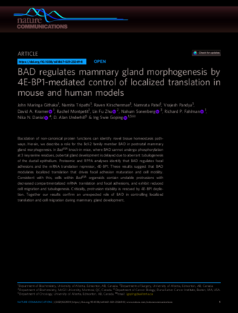 BAD regulates mammary gland morphogenesis by 4E-BP1-mediated control of localized translation in mouse and human models thumbnail