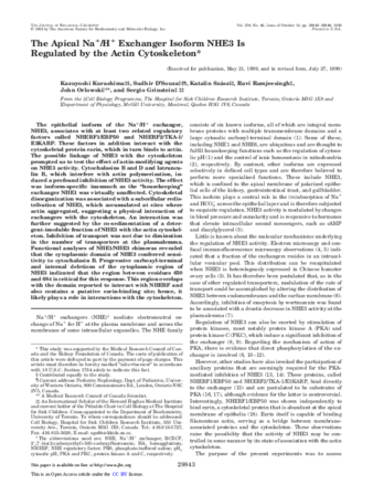 The apical Na(+)/H(+) exchanger isoform NHE3 is regulated by the actin cytoskeleton thumbnail