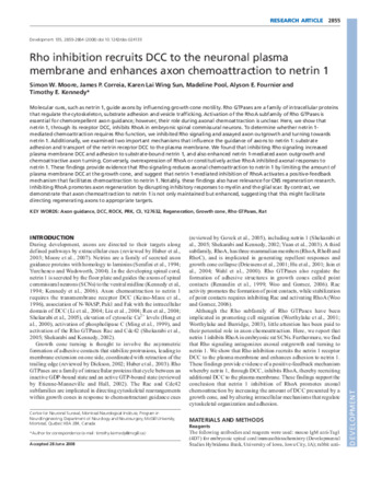 Rho inhibition recruits DCC to the neuronal plasma membrane and enhances axon chemoattraction to netrin 1 thumbnail