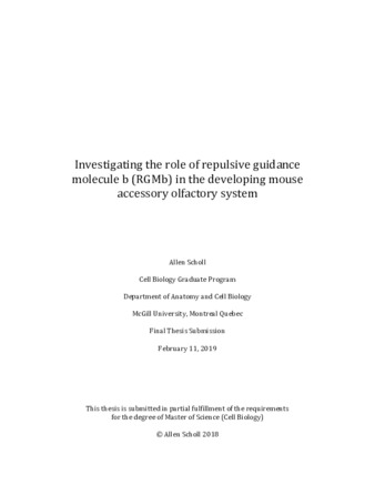 Investigating the role of repulsive guidance molecule b (RGMb) in the developing mouse accessory olfactory system thumbnail