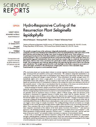 Hydro-Responsive Curling of the Resurrection Plant Selaginella lepidophylla thumbnail