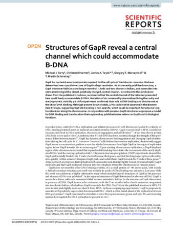 Structures of GapR reveal a central channel which could accommodate B-DNA thumbnail