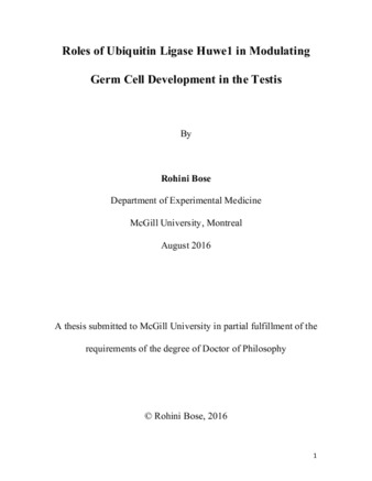 Roles of ubiquitin ligase huwe1 in modulating germ cell development in the testis thumbnail