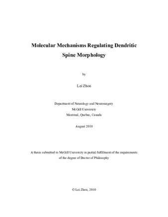 Molecular mechanisms regulating dendritic spine morphology thumbnail