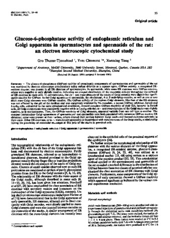 Glucose-6-phosphatase activity of endoplasmic reticulum and Golgi apparatus in spermatocytes and spermatids of the rat: An electron microscopic cytochemical study thumbnail