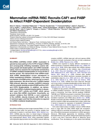 Mammalian miRNA RISC Recruits CAF1 and PABP to Affect PABP-Dependent Deadenylation thumbnail