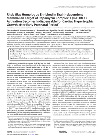 Rheb (Ras Homologue Enriched in Brain)-dependent Mammalian Target of Rapamycin Complex 1 (mTORC1) Activation Becomes Indispensable for Cardiac Hypertrophic Growth after Early Postnatal Period thumbnail