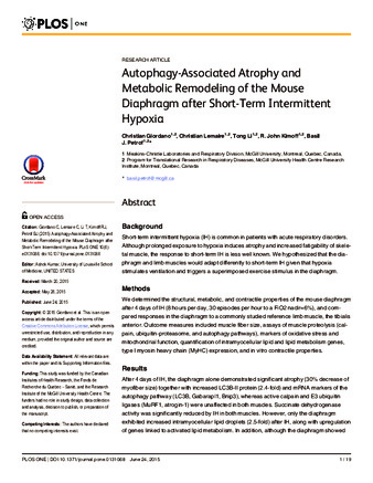 Autophagy-Associated Atrophy and Metabolic Remodeling of the Mouse Diaphragm after Short-Term Intermittent Hypoxia thumbnail