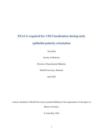 EEA1 is required for CD13 localization during early epithelial polarity orientation thumbnail