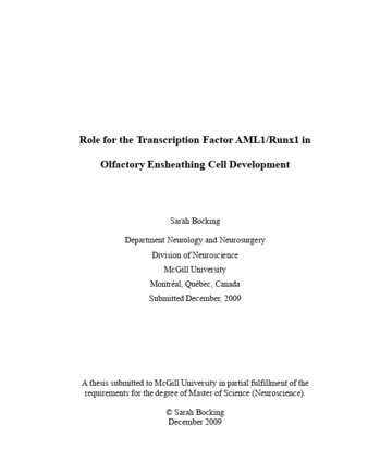 Role for the transcription factor AML1/Runx1 in Olfactory Ensheathing Cell development thumbnail