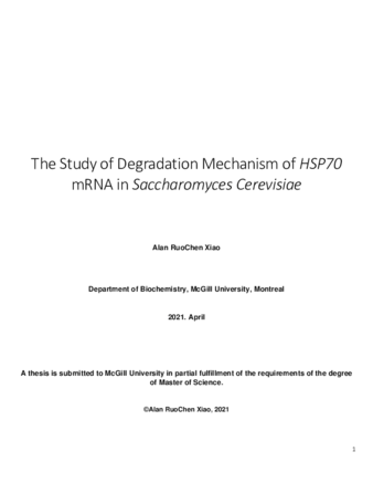 The Study of HSP70 mRNA degradation mechanism in «Saccharomyces cerevisiae» thumbnail