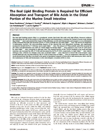 The Ileal Lipid Binding Protein Is Required for Efficient Absorption and Transport of Bile Acids in the Distal Portion of the Murine Small Intestine thumbnail