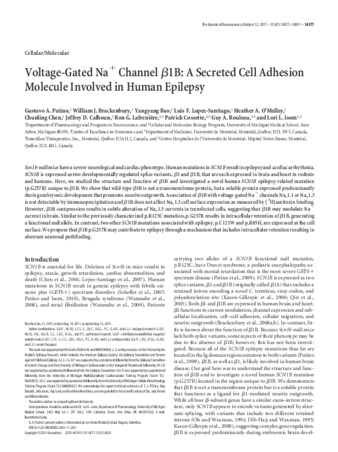 Voltage-Gated Na+ Channel β1B: A Secreted Cell Adhesion Molecule Involved in Human Epilepsy thumbnail