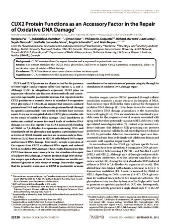 CUX2 Functions As an Accessory Factor in the Repair of Oxidative DNA Damage thumbnail