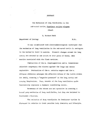 The mechanism of lung ventilation in the red-eared turtle, Pseudemys scripta elegans. (Wied). thumbnail