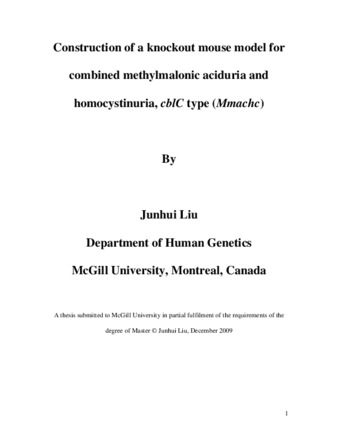 Construction of a knockout mouse model for combined methylmalonic aciduria and homocystinuria, «cblC» type («Mmachc») thumbnail